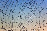 Dewy Spider Web_22428